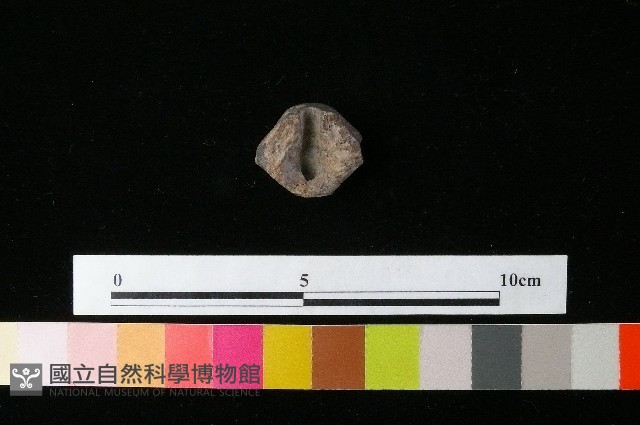紡輪藏品圖，第2張