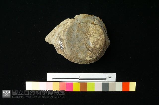 陶蓋藏品圖，第1張