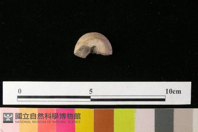 紡輪藏品圖，第2張