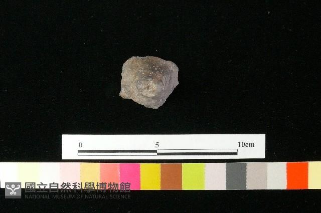 Accession Number:MTP-2012-PT163 Collection Image, Figure 2, Total 3 Figures