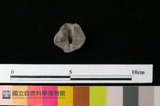紡輪藏品圖，第2張