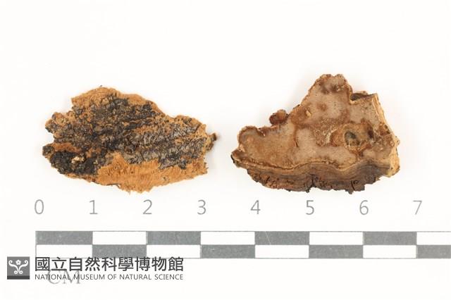 登錄號:F0038268藏品圖，第3張