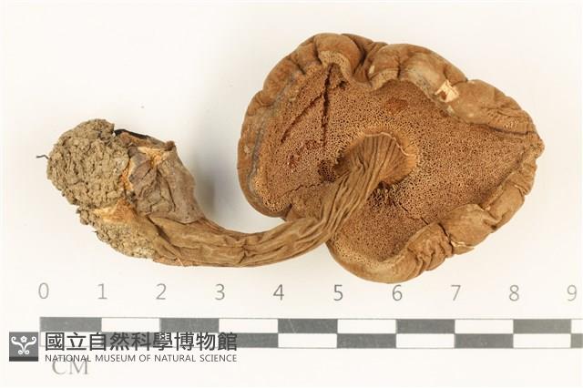 登錄號:F0037868藏品圖，第3張