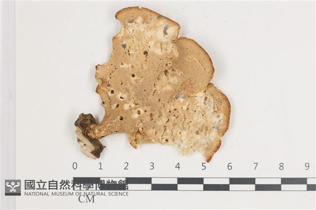登錄號:F0035868藏品圖，第1張