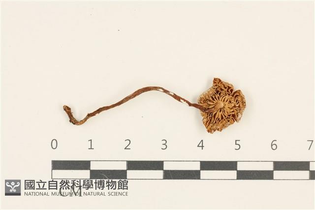 登錄號:F0036768藏品圖，第3張