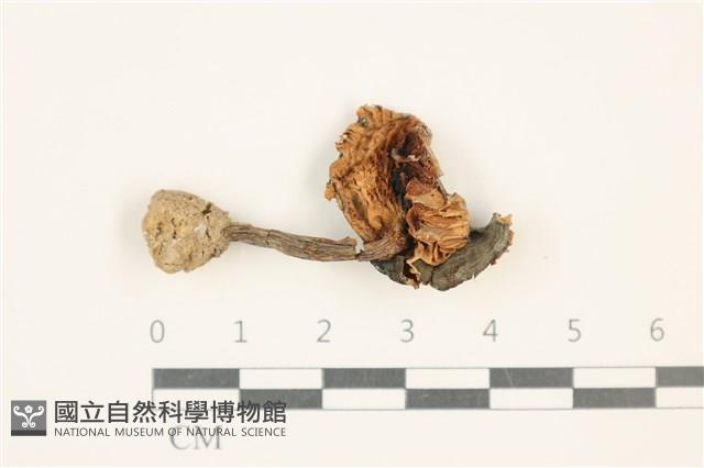 登錄號:F0037568藏品圖，第3張