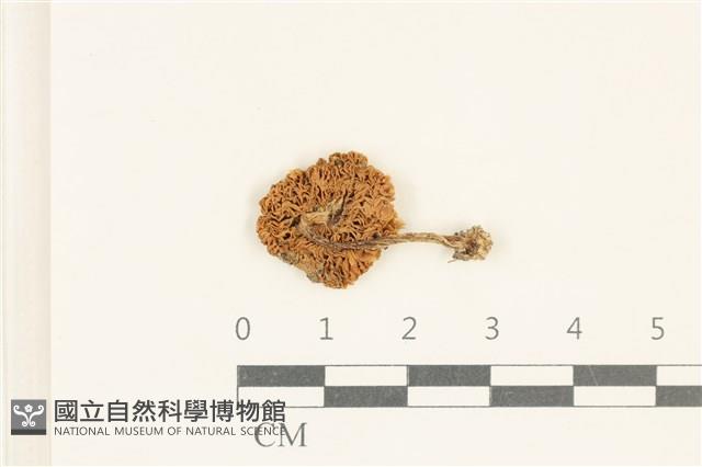 登錄號:F0038068藏品圖，第3張