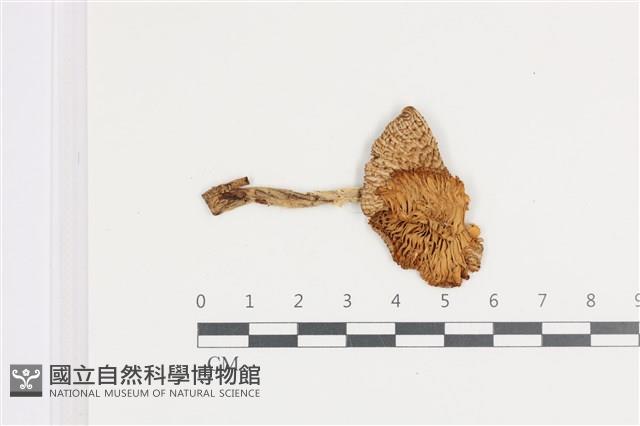 登錄號:F0036068藏品圖，第3張