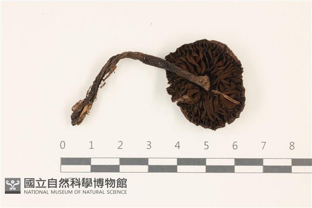 館號:F0037368藏品圖，第3張