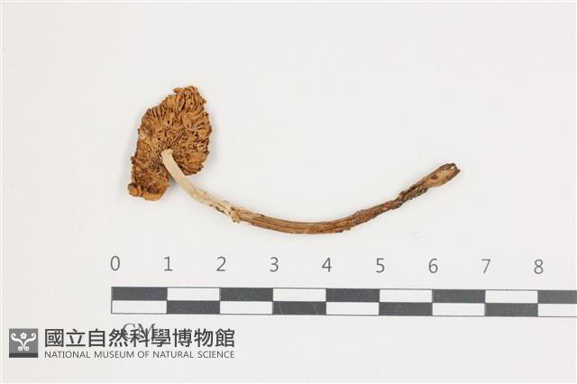 登錄號:F0036628藏品圖，第3張
