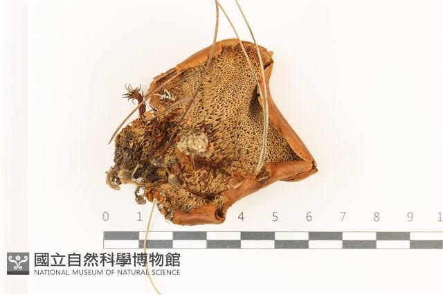 登錄號:F0037428藏品圖，第3張