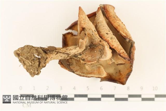 登錄號:F0036728藏品圖，第3張