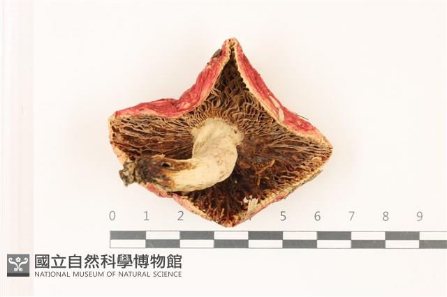 登錄號:F0037528藏品圖，第3張