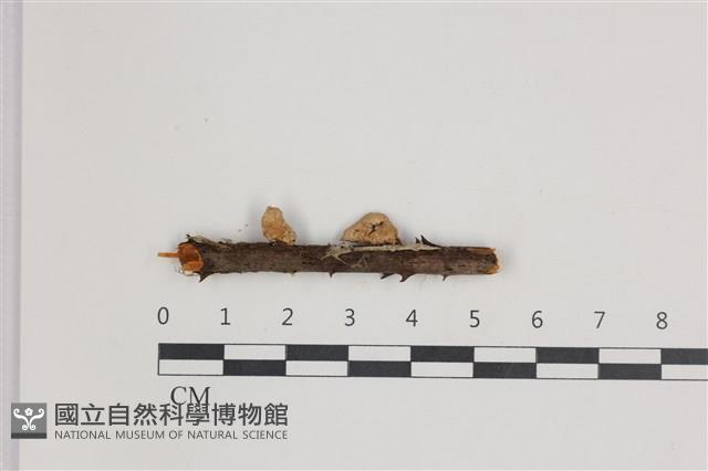 小皮傘屬藏品圖，第3張