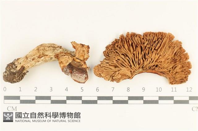 登錄號:F0038028藏品圖，第3張