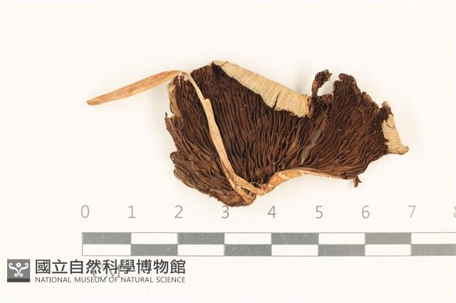 登錄號:F0037208藏品圖，第3張
