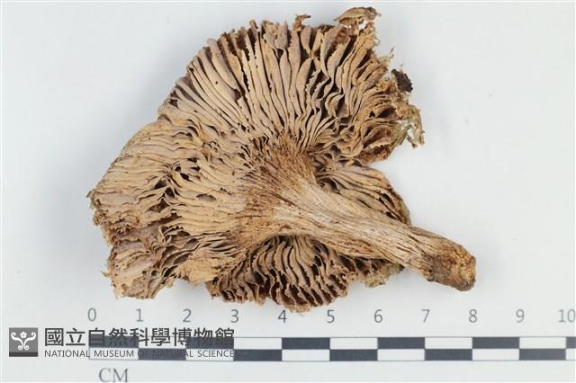 登錄號:F0038808藏品圖，第3張