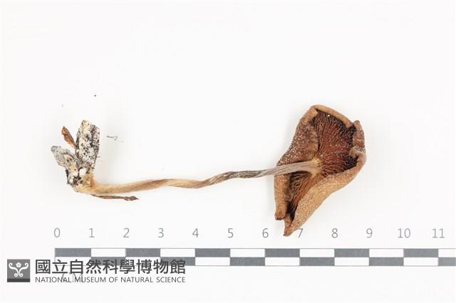 登錄號:F0036408藏品圖，第3張