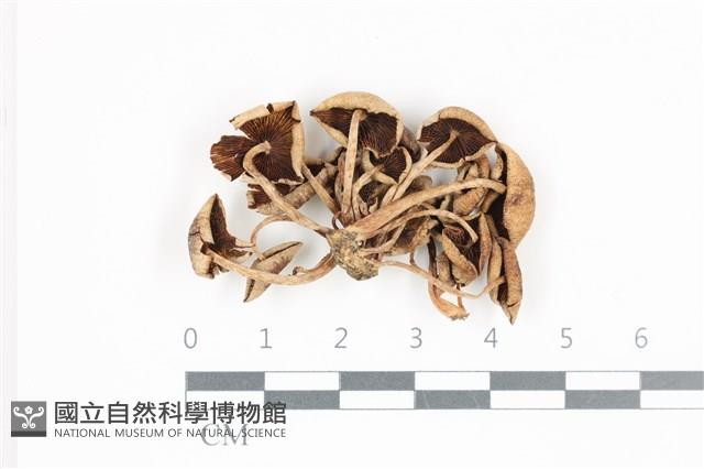 登錄號:F0036508藏品圖，第3張
