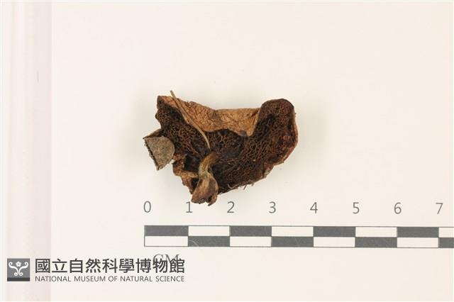 登錄號:F0037508藏品圖，第3張