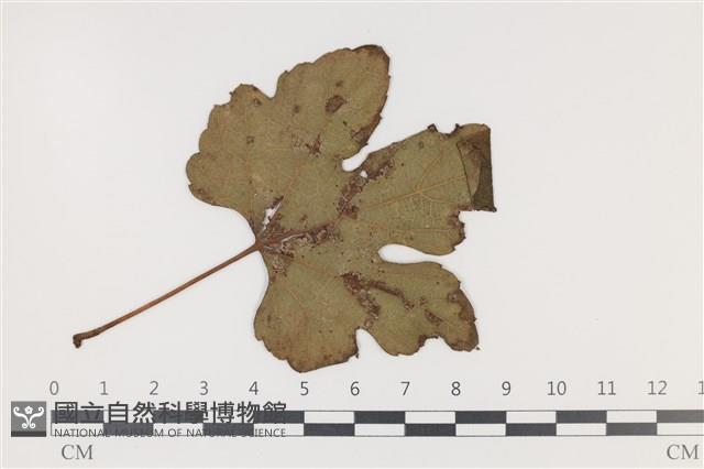 登錄號:F0035308藏品圖，第3張