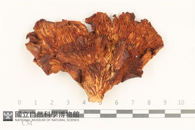 登錄號:F0037218藏品圖，第3張