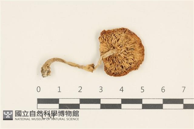 登錄號:F0036918藏品圖，第3張