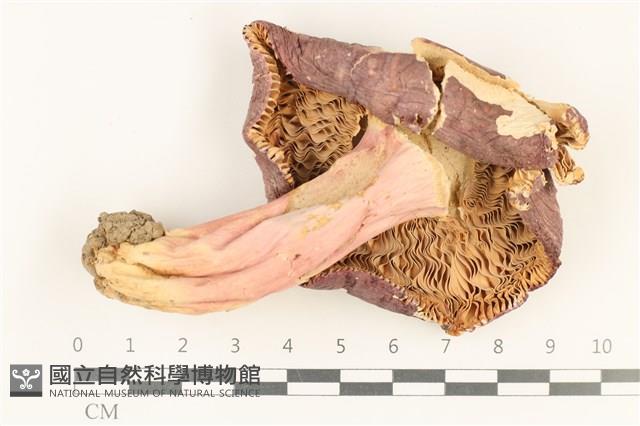 紅菇屬藏品圖，第3張