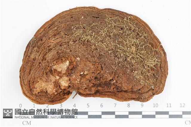 登錄號:F0036618藏品圖，第3張