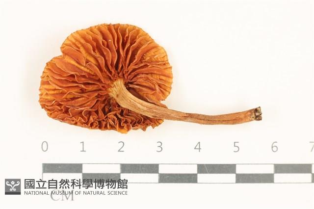 登錄號:F0037618藏品圖，第3張