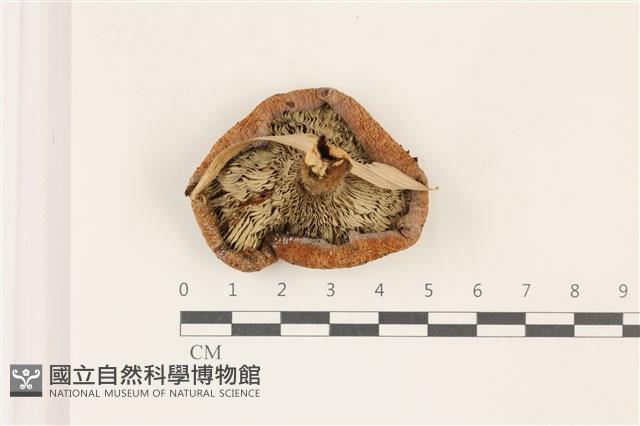 登錄號:F0037418藏品圖，第3張