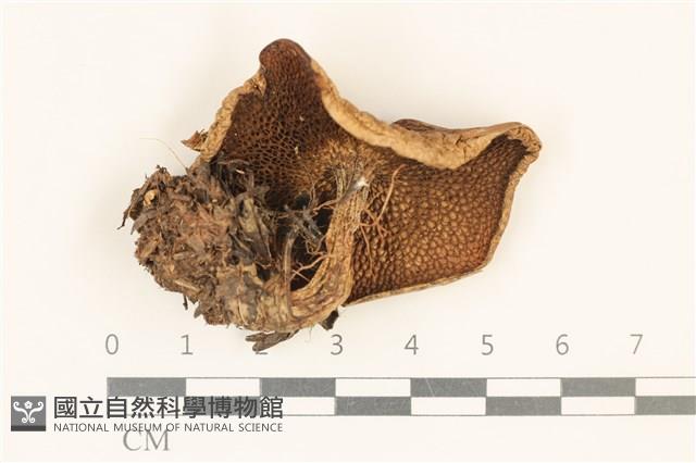 登錄號:F0028718藏品圖，第3張