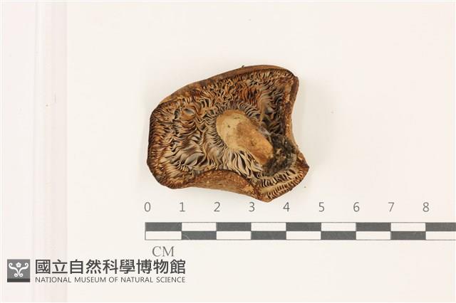 紅菇屬藏品圖，第3張