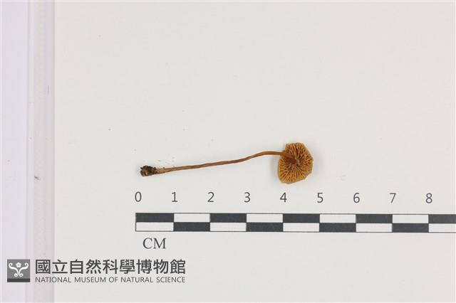 登錄號:F0036318藏品圖，第3張