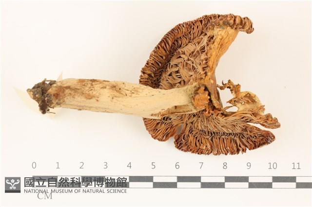 登錄號:F0037318藏品圖，第3張