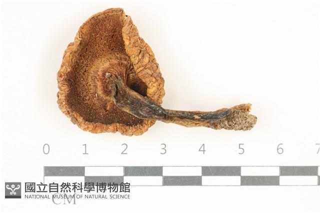 登錄號:F0038258藏品圖，第3張