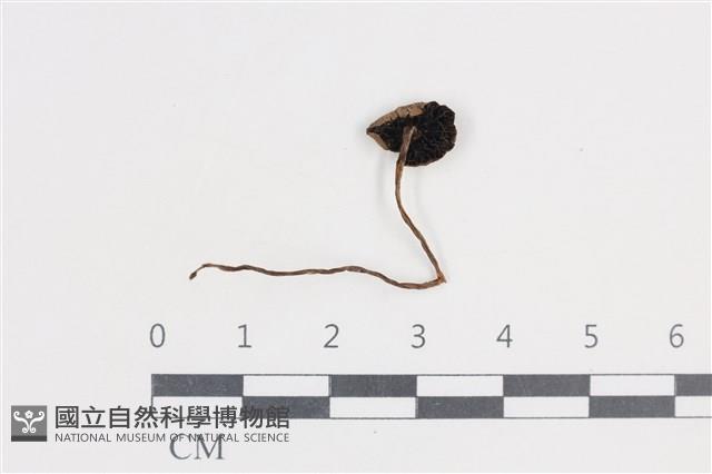 登錄號:F0038858藏品圖，第3張