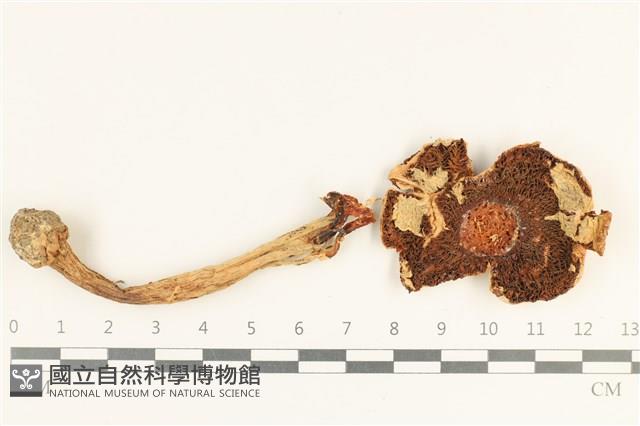 傘菌屬藏品圖，第3張