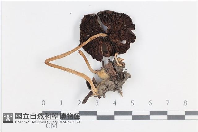 登錄號:F0038658藏品圖，第3張