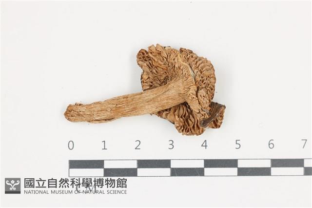 登錄號:F0036658藏品圖，第3張