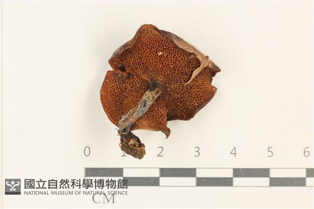登錄號:F0037658藏品圖，第3張