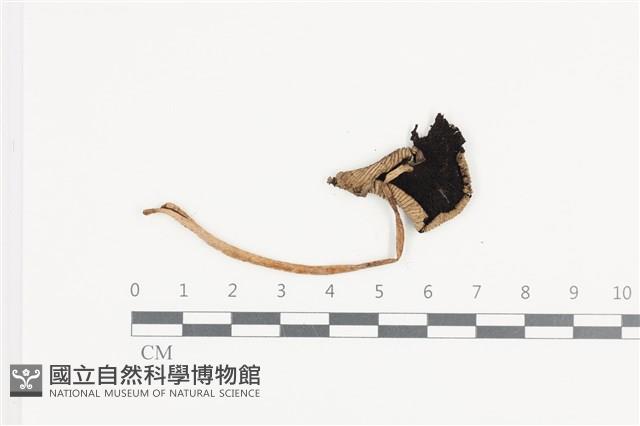 鬼傘屬藏品圖，第3張