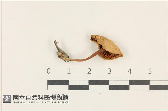 濕傘屬藏品圖，第3張