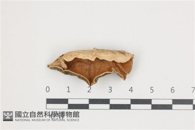 雲芝藏品圖，第3張