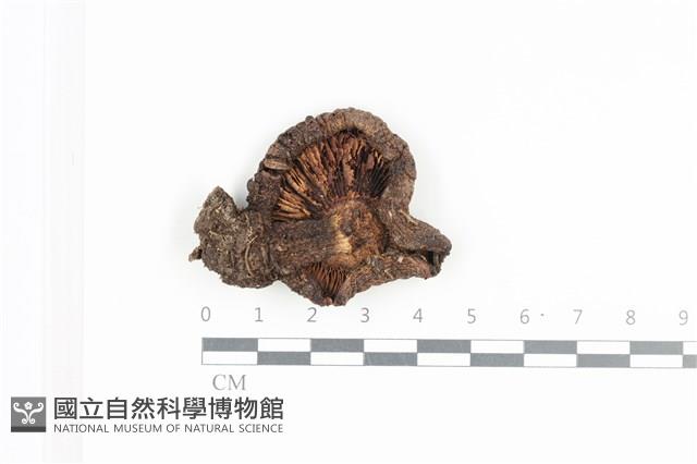 登錄號:F0036058藏品圖，第3張