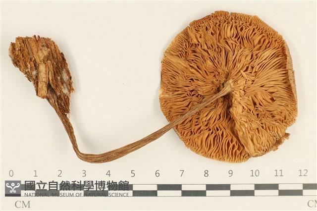 登錄號:F0037058藏品圖，第3張