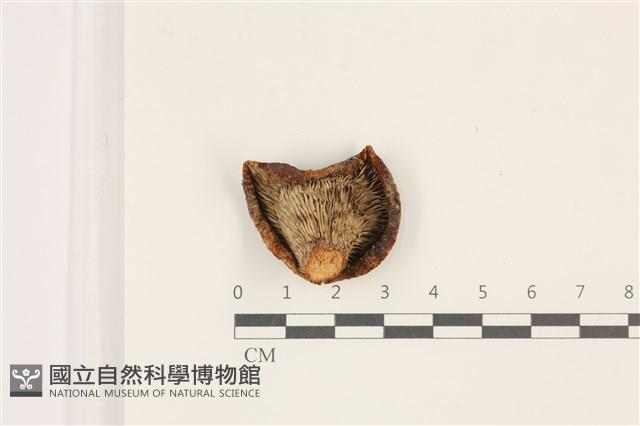 登錄號:F0037358藏品圖，第3張