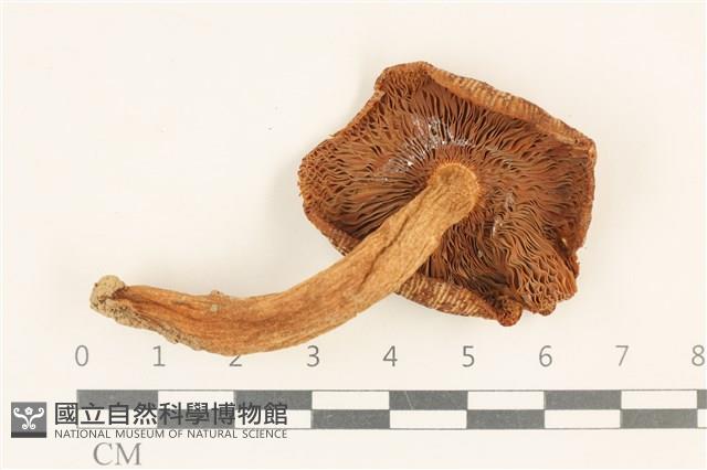 登錄號:F0036948藏品圖，第3張