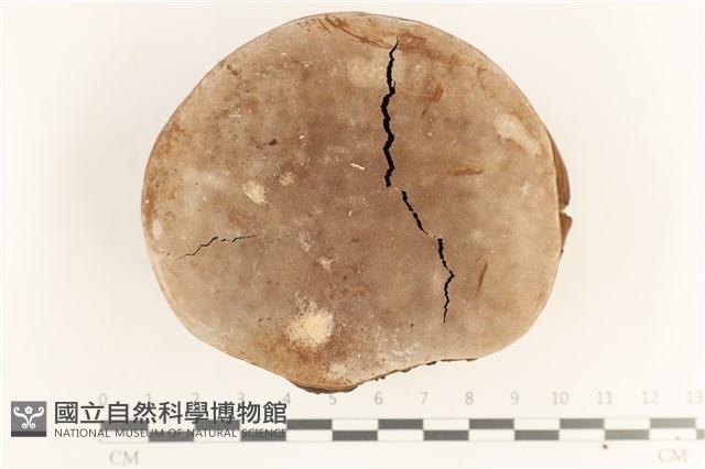 登錄號:F0038448藏品圖，第3張