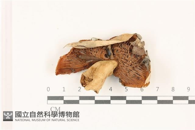 登錄號:F0037448藏品圖，第3張